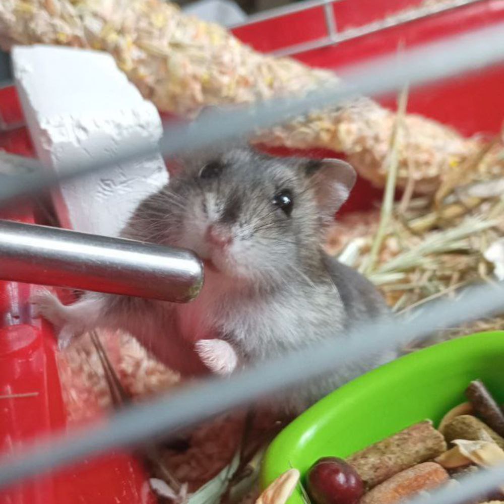 Фісташка фото 3